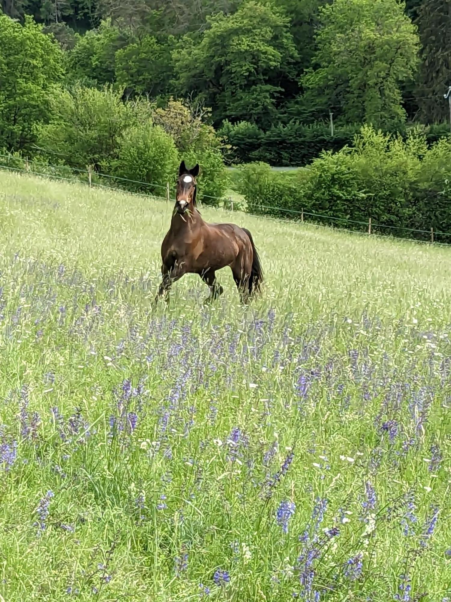 La Grange Symphorine, Chambre D'Hotes De Charme Situee Entre La Vallee De La Dordogne Et La Vallee De La Vezere Meyrals Экстерьер фото